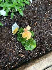 Begonia × tuberhybrida