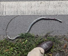 Coluber constrictor paludicola