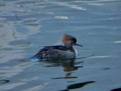 Lophodytes cucullatus