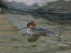 Lophodytes cucullatus