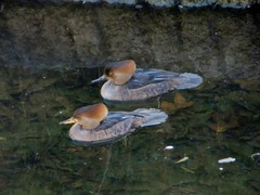 Lophodytes cucullatus