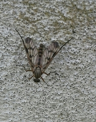 Rhagio atlanticus