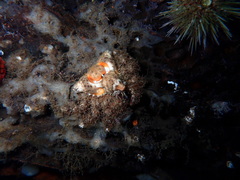 Rhinolithodes wosnessenskii