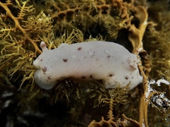 Alloiodoris marmorata