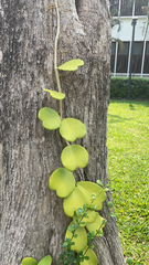 Hoya kerrii