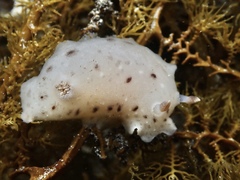 Alloiodoris marmorata