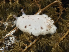 Alloiodoris marmorata
