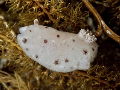 Alloiodoris marmorata