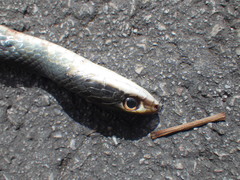 Coluber constrictor paludicola
