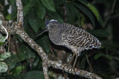Tigriornis leucolopha