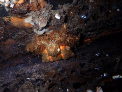 Rhinolithodes wosnessenskii