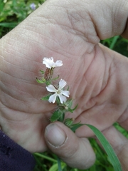 Silene gallica gallica