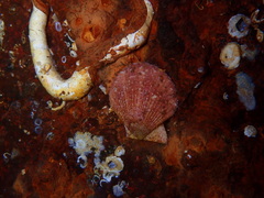 Chlamys hastata