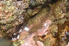 Macrophiothrix