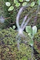 Argiope aetheroides