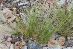 Juncus oxymeris