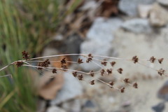 Juncus oxymeris