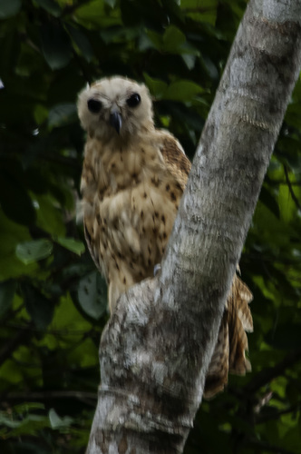 Pel's Fishing-Owl
