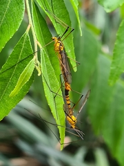 Nephrotoma australasiae