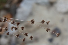 Juncus oxymeris