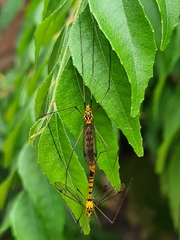 Nephrotoma australasiae