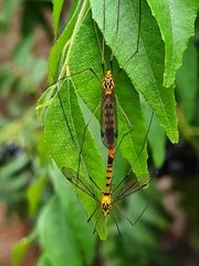 Nephrotoma australasiae