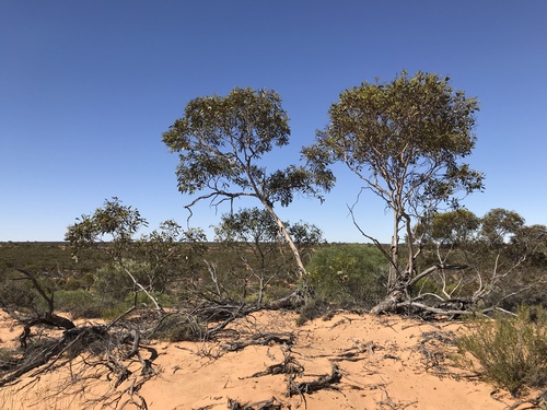 desert ridge-fruited mallee (Eucalyptus capitanea)