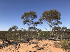 Eucalyptus capitanea
