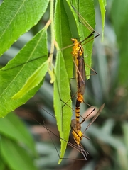 Nephrotoma australasiae