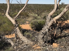 Eucalyptus capitanea