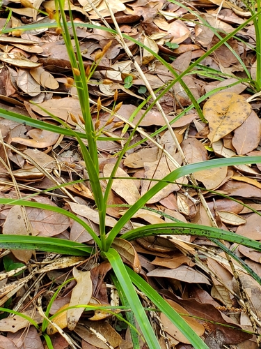 Rhynchospora megalocarpa image
