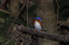 Corythornis leucogaster