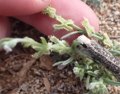 Pectocarya platycarpa