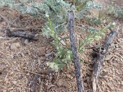 Pectocarya platycarpa