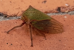 Metcalfiella