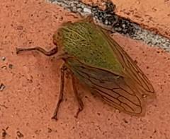 Metcalfiella