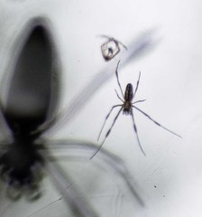 Trichonephila clavipes