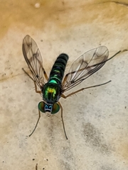 Austrosciapus connexus