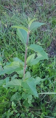 Eupatorium album