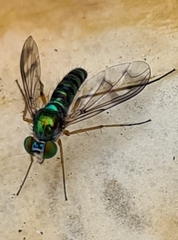 Austrosciapus connexus