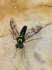 Austrosciapus connexus