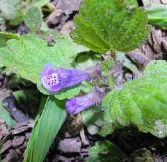 Scutellaria tuberifera