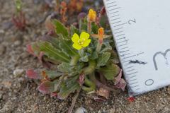 Camissoniopsis intermedia