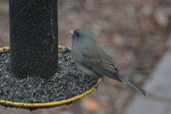 Junco hyemalis