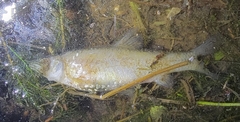 Pseudorasbora parva