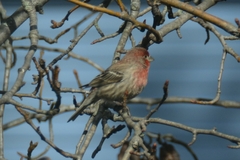 Haemorhous mexicanus