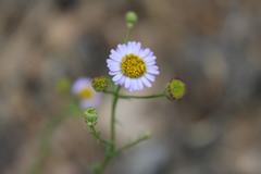 Erigeron foliosus