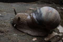 Porphyrobaphe iostoma