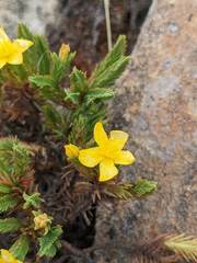Hypericum costaricense