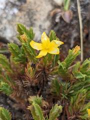 Hypericum costaricense